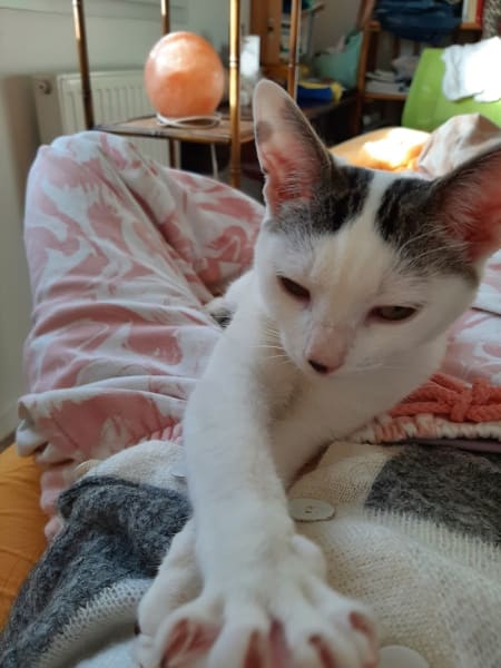Mérignac Chats Errants Association — photo