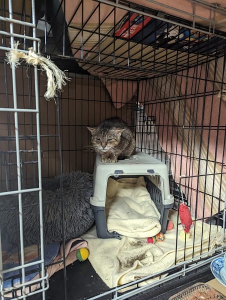 Mérignac Chats Errants Association — photo