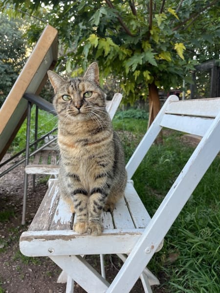 Catlove (changement de président en 2023) — photo