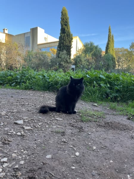 Catlove (changement de président en 2023) — photo