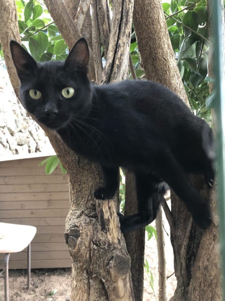 L'École du Chat — photo