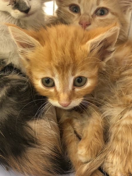 La Chat'Hyères — photo