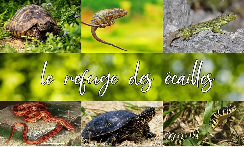Le refuge des écailles — photo