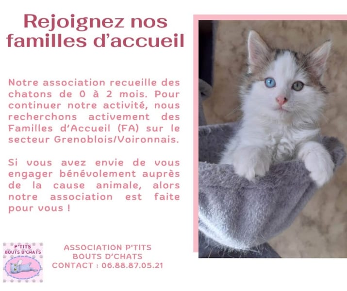 P'tits Bouts d'Chats — photo