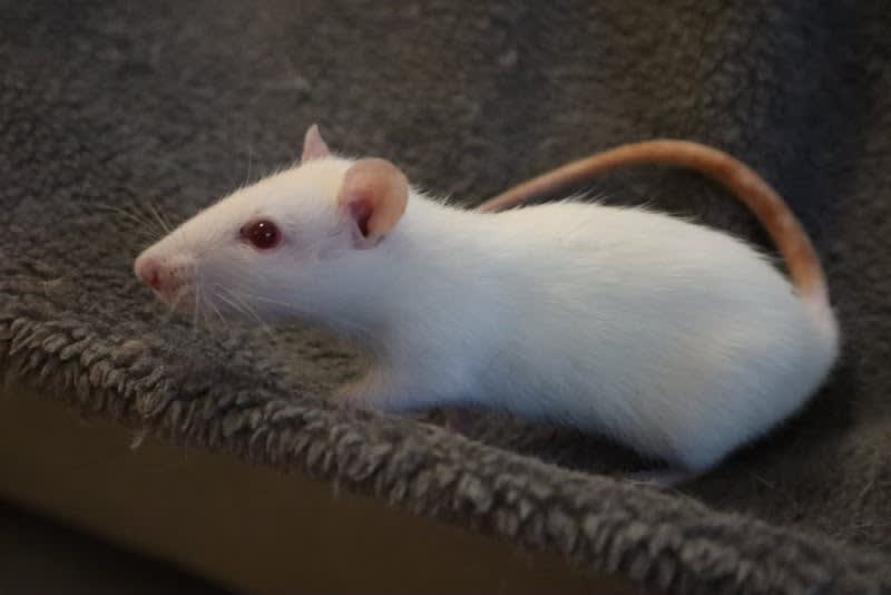 L'ARBRE À RATS - Association de Protection du RAT DOMESTIQUE — photo