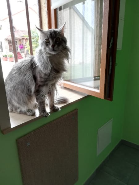 Le Refuge des PaChats — photo