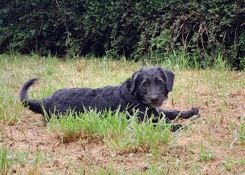 Société Protectrice des Animaux Autonome de Maine et Loire SPA — photo