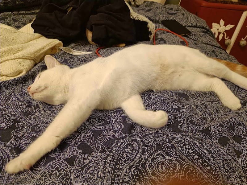 Une Patte Dans la Main — photo