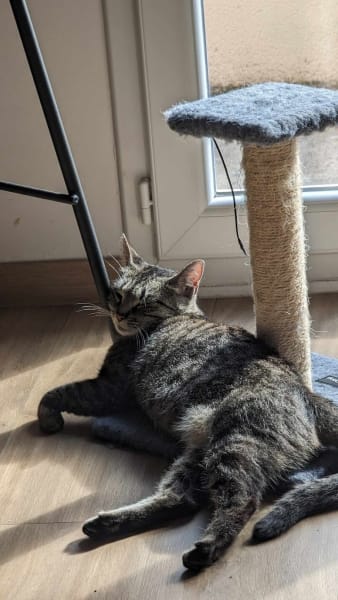 Une Patte Dans la Main — photo