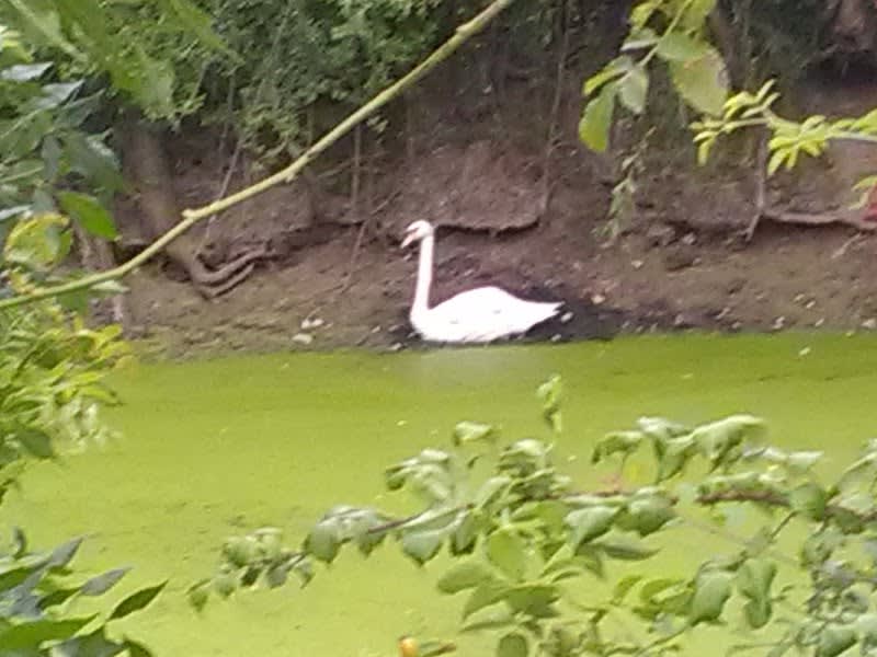 LPO Anjou (Ligue pour la protection des oiseaux Anjou) — photo