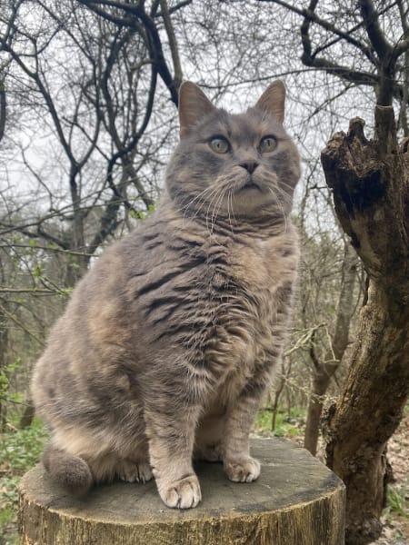Maison des chats — photo