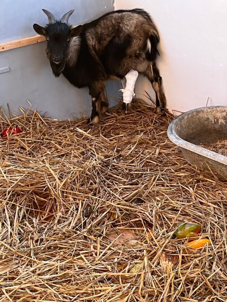 Ferme de la seconde chance 49 ( pas de chien ou chat ) — photo