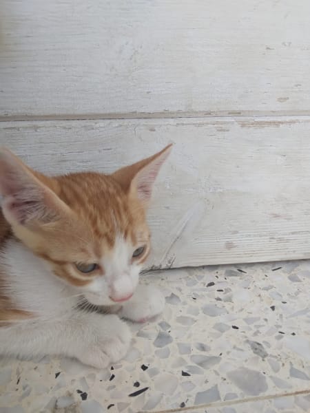 Un Cœur Sans Toit Canin — photo