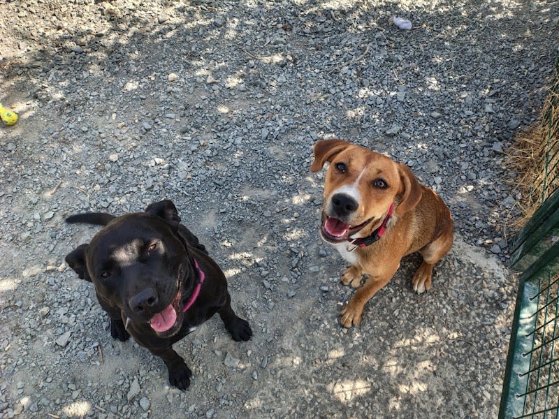 Un Cœur Sans Toit Canin — photo