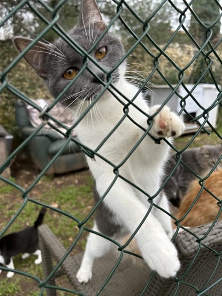 Asso Coup de Coeur Animal - Chats et Animaux de la ferme — photo