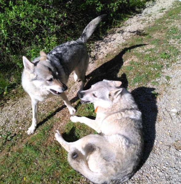 Animaux Perdus/Trouvés Gard - 30 — photo