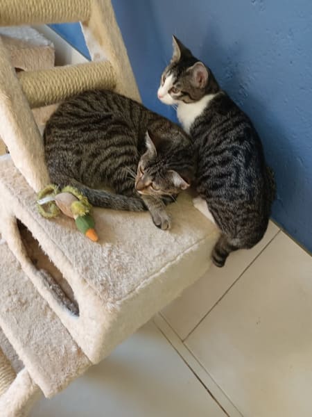 Refuge de la Fondation Assistance aux Animaux à Bellegarde — photo
