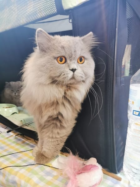 Chatterie de la maison Sakura — photo