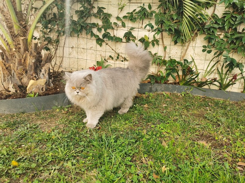 Chatterie de la maison Sakura — photo