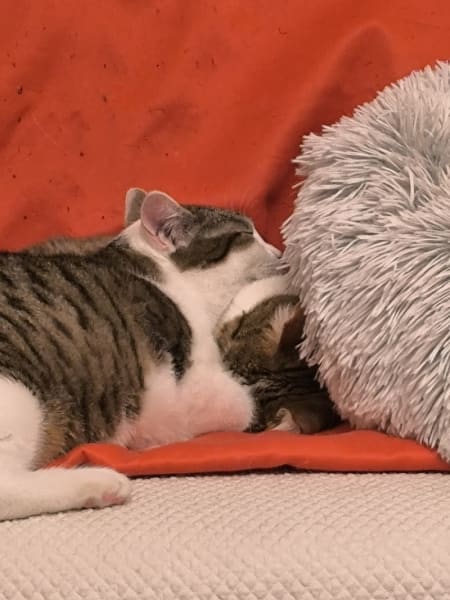 Amis 4 pattes — photo