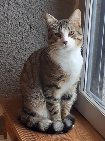 SOS Animaux — photo