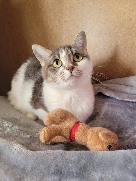 Les chats'ron — photo