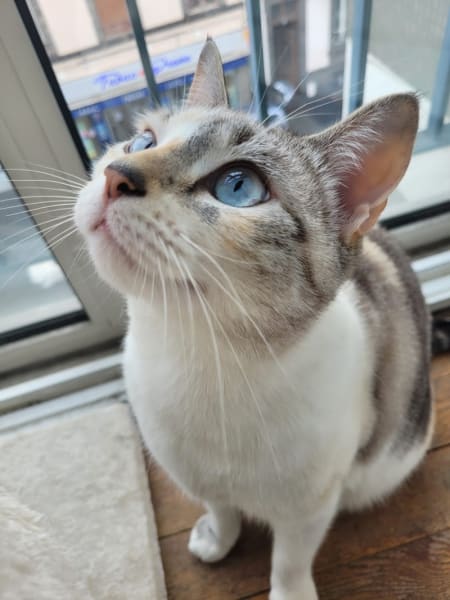 Les chats'ron — photo