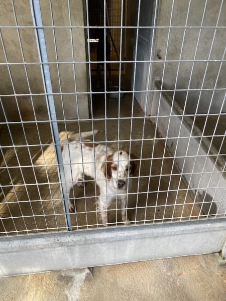 La Société Protectrice des Animaux (SPA) - Refuge de Luynes — photo