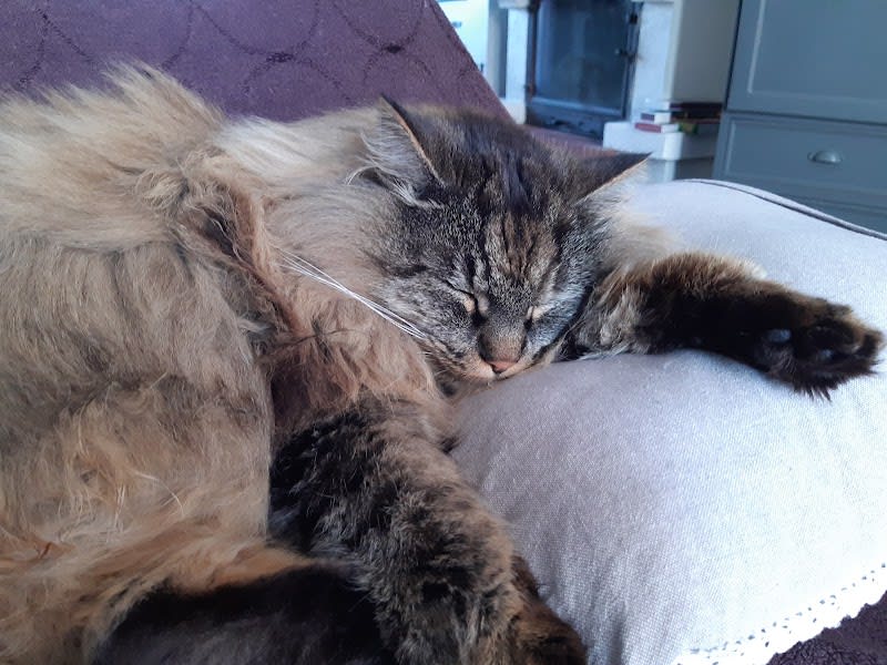 AU ROYAUME DES CHATS — photo