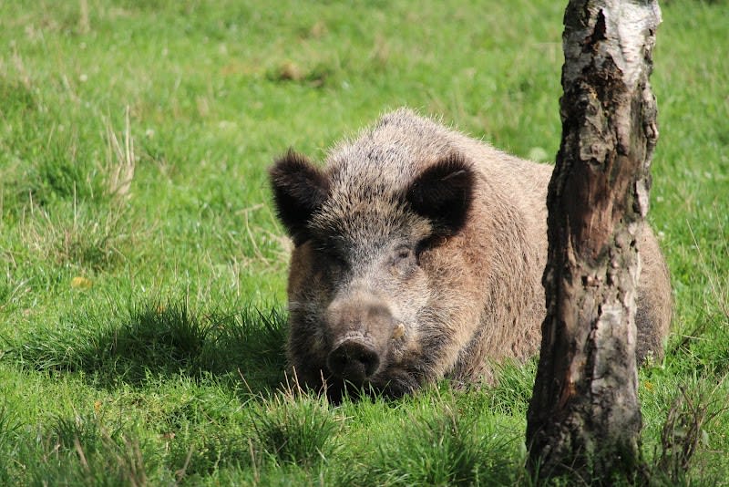 La Ferme des Oliviers — photo
