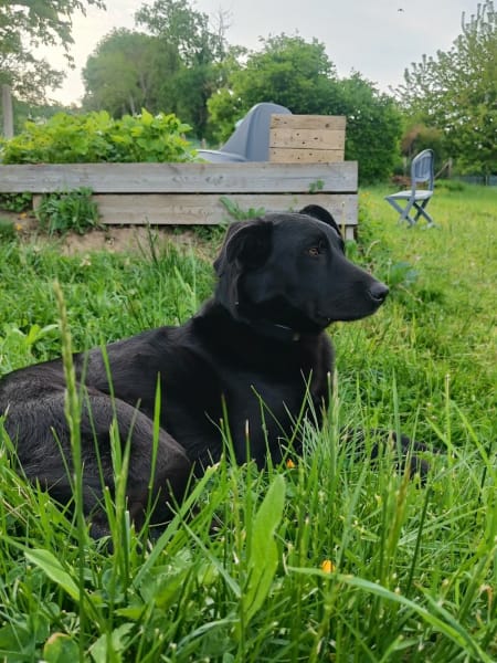 Société Normande de protection aux animaux — photo