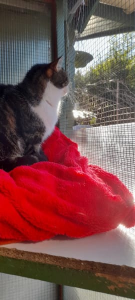 Au Bonheur Des Chats — photo