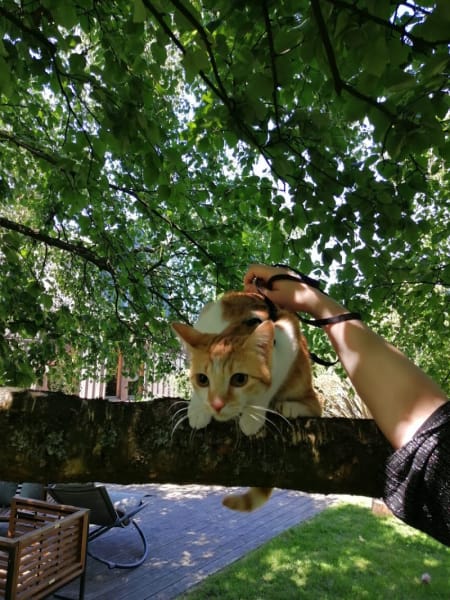 Au Bonheur Des Chats — photo