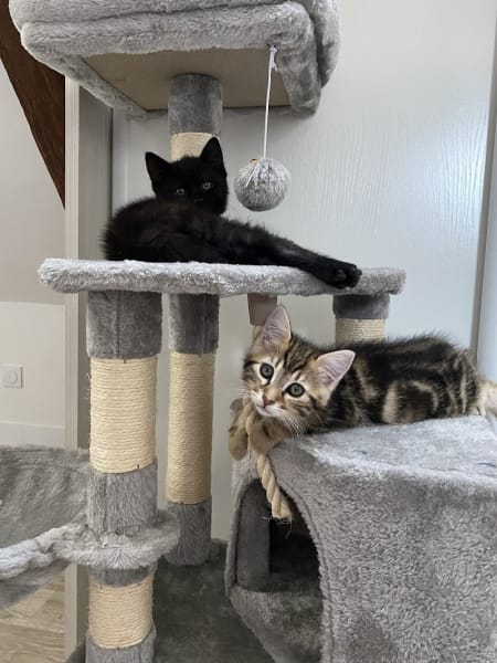 Chats & Compagnie — photo