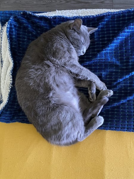 Chats & Compagnie — photo
