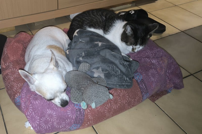 Atelier des Patounes — photo
