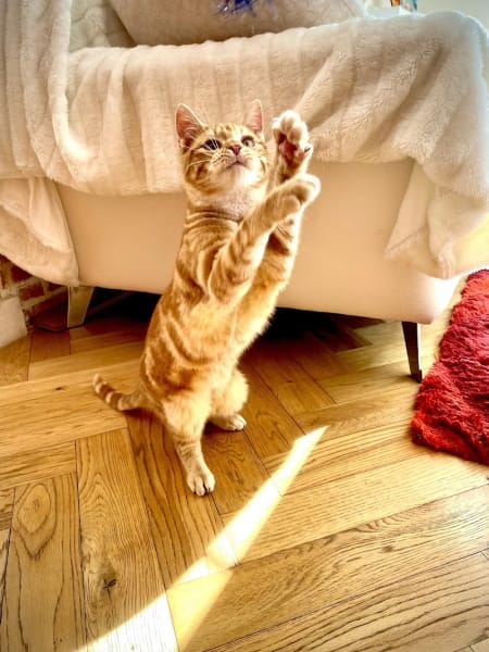 CAT PATTES BLEUES — photo