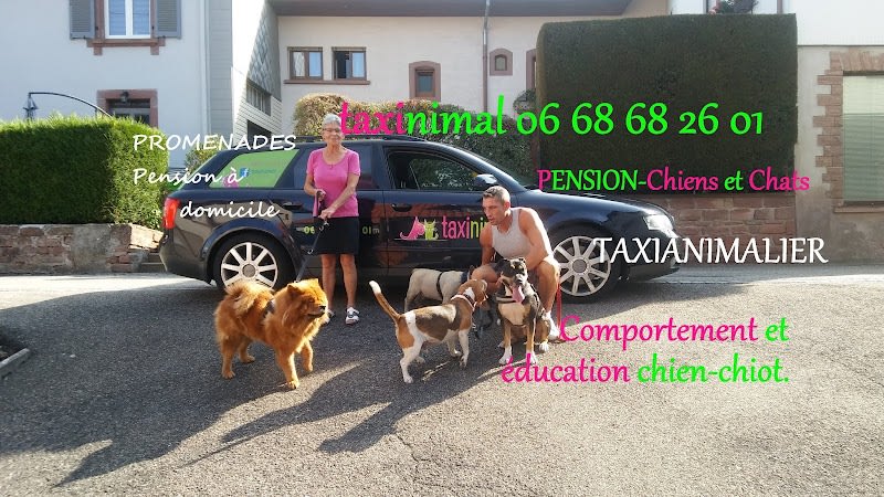 TAXINIMAL — photo