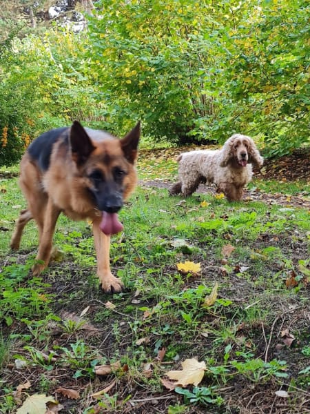 Cindy VENTRELLA / kitty Dog et Compagnie sur Mons en Baroeul — photo