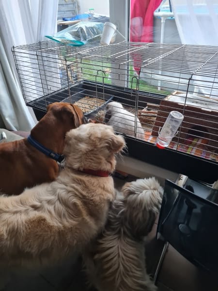 Cindy VENTRELLA / kitty Dog et Compagnie sur Mons en Baroeul — photo