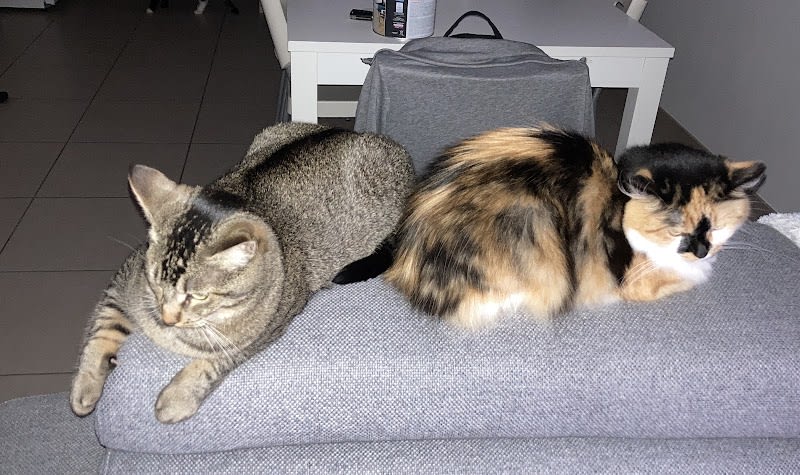 CATS HOME 59 - Ilona - petsitter (garde d'animaux) & comportementaliste félin : Ronchin, Lille, Fâches Thumesnil + 8 km. — photo