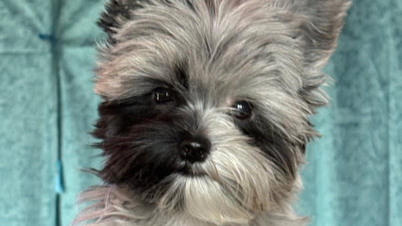 Elevage de Yorkshire terrier exotiques et variantes Le Domaine des Beaux Chiens Belles Gueules — photo