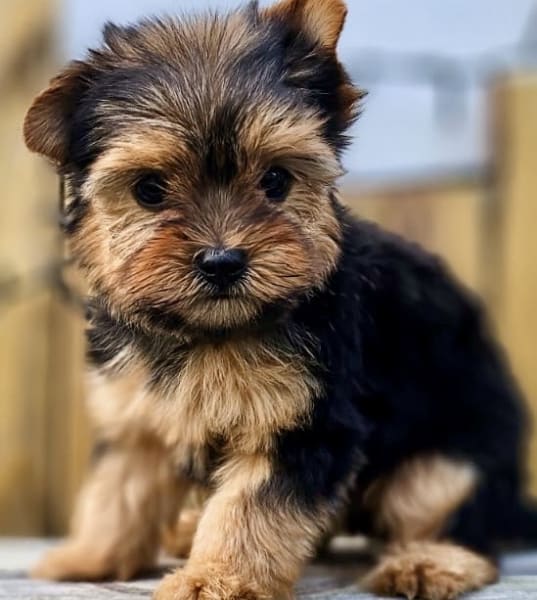 Elevage de Yorkshire terrier exotiques et variantes Le Domaine des Beaux Chiens Belles Gueules — photo