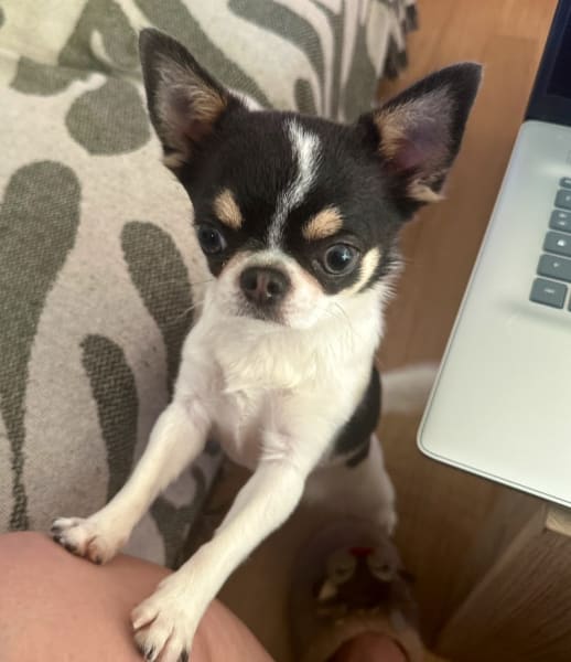 Chihuahua Paris IDF Des Folie’ s Louise De Vances — photo