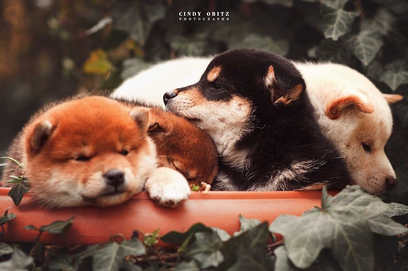 Shukumei no Akiko - Shiba Inu — photo