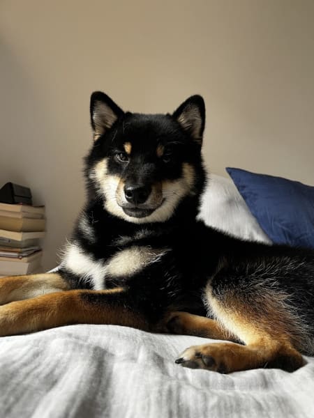 Shukumei no Akiko - Shiba Inu — photo