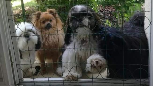 SHOWNOW - Elevage canin - Spitz Nain Poméranien - Shih Tzu - Biewer terrier — photo