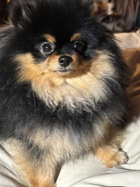 SHOWNOW - Elevage canin - Spitz Nain Poméranien - Shih Tzu - Biewer terrier — photo