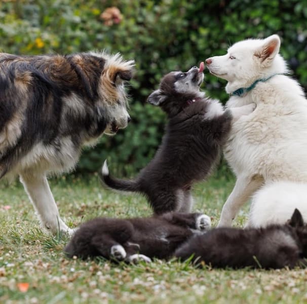 Élevage familial de pomskys minis et toys - P’tits Poms d’Amour — photo