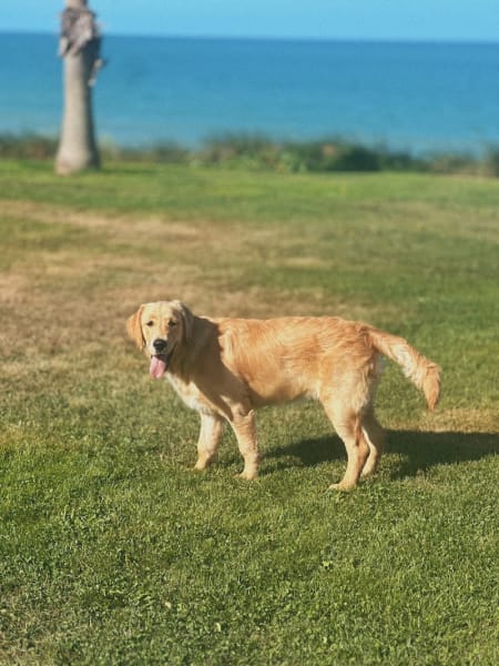 Elevage golden retriever de la Petite Sulka — photo